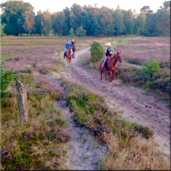 Reiten ohne Angst in der Lüneburger heide bei Carén & Réne - Landgaus Carat